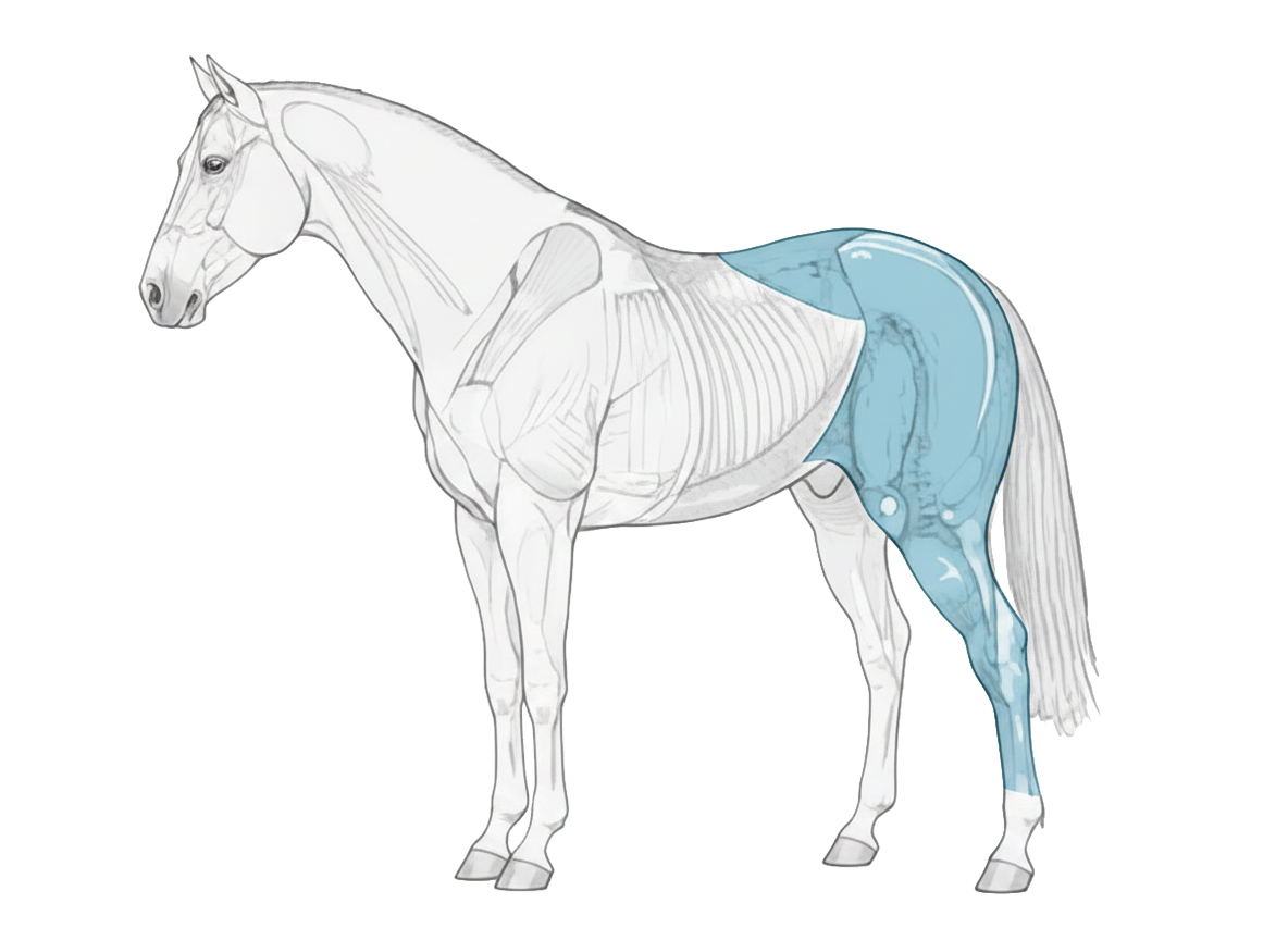 Anatomical diagram of a horse highlighting specific muscle groups.
