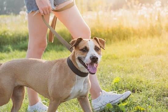 A tan and white Staffordshire Terrier is walked on a leash by a person in a grassy field