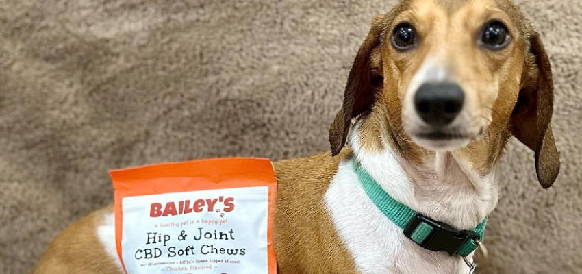 Image of a calm dog sitting, accompanied by our Hip & Joint CBD Soft Chews product.