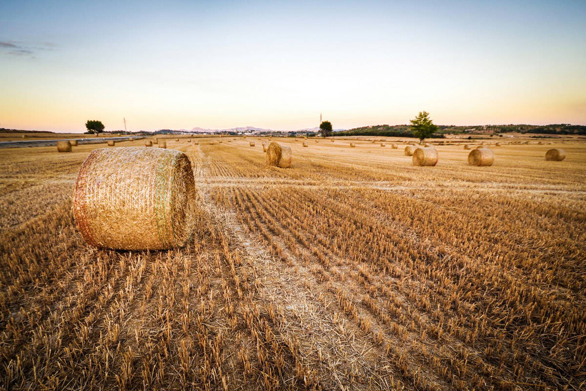 A huge field of dried grass with round hay bales staggered throughout