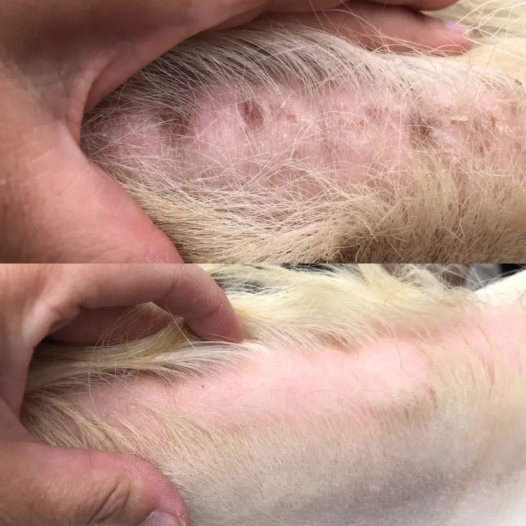 Comparison of skin conditions on an animal's body.