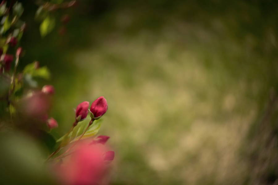 Nature Photography Ideas Using Natural Light | Lensbaby