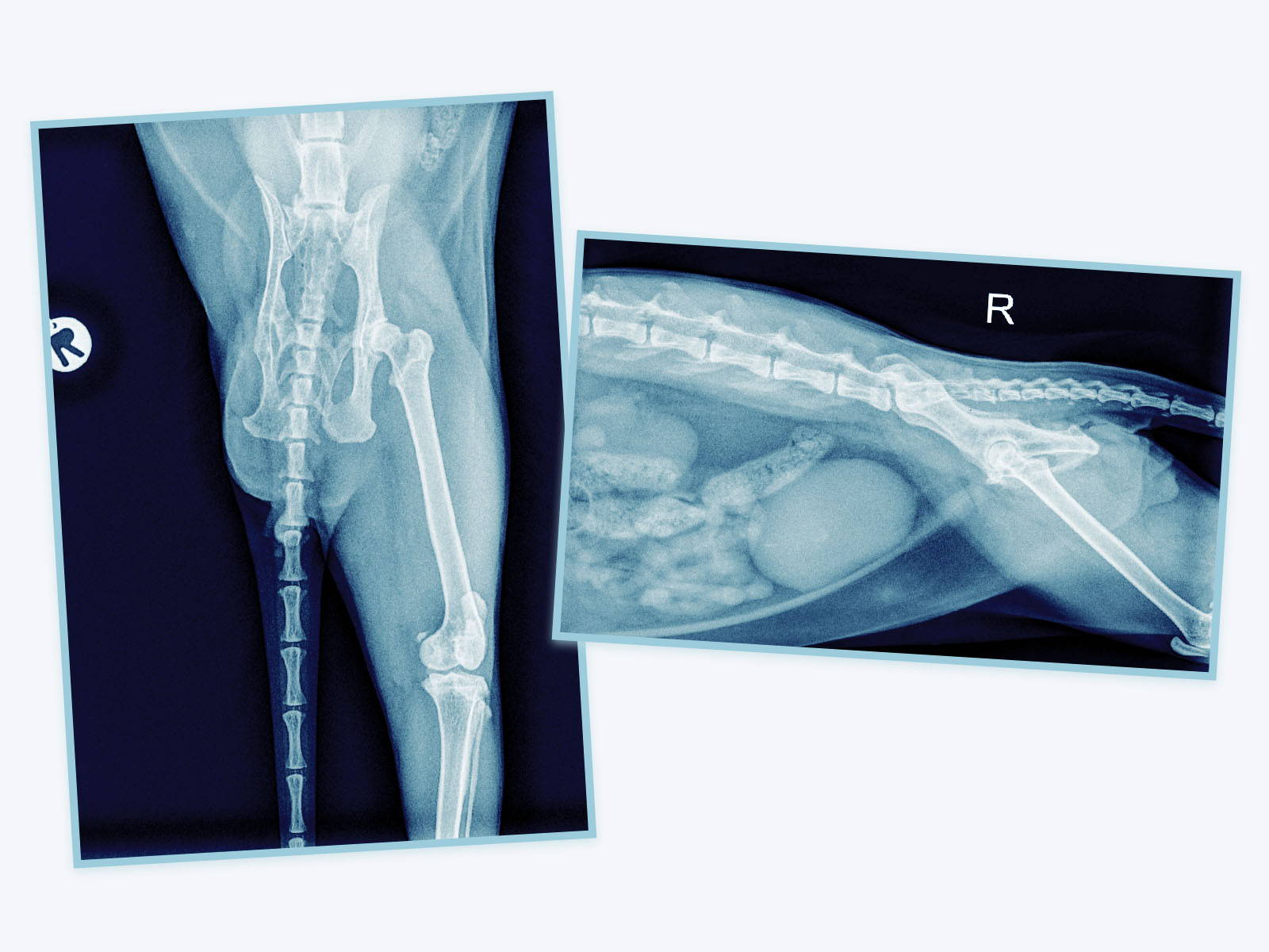 Röntgenbilder einer Katzenwirbelsäule
