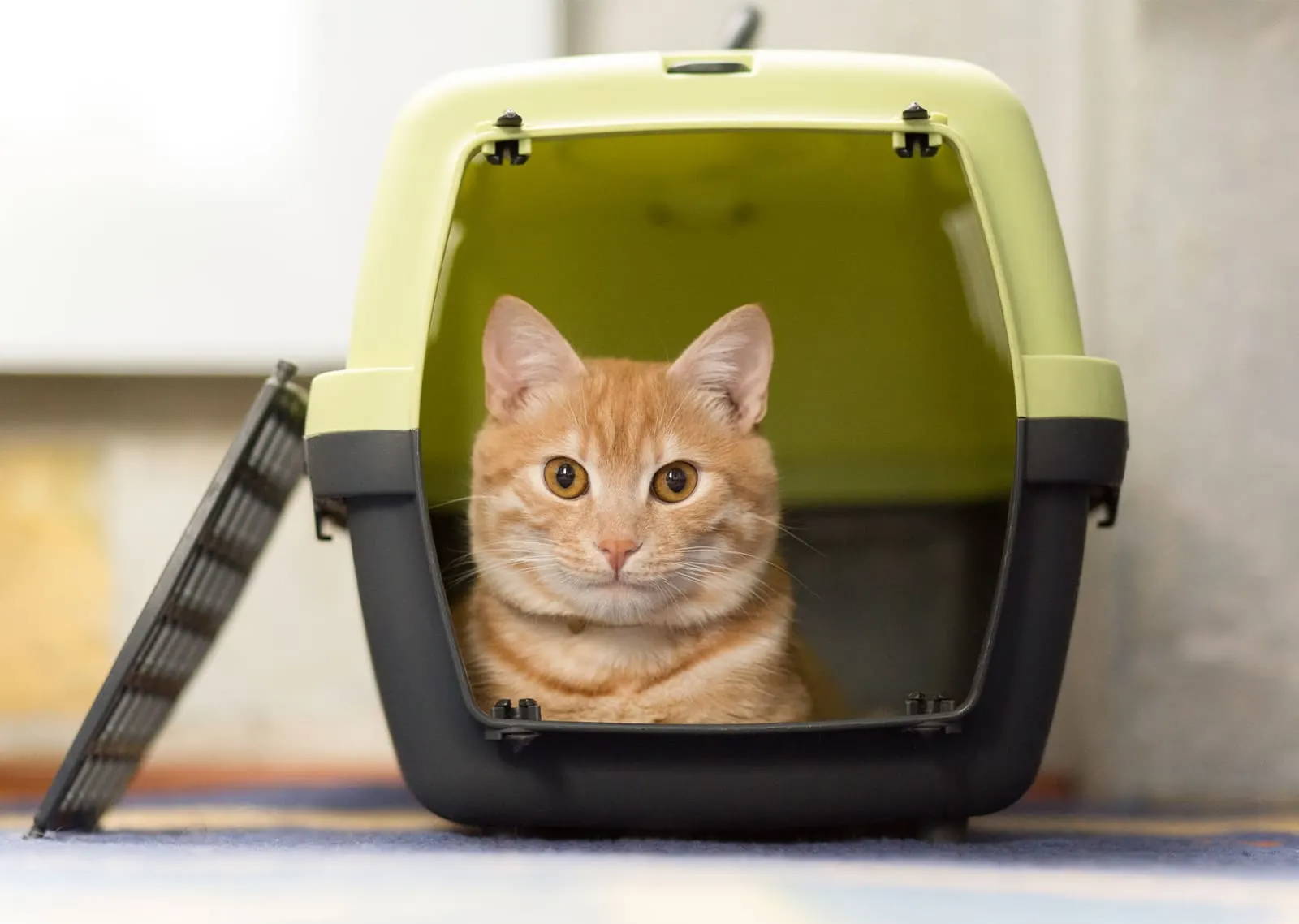 Katze in einer Transportbox