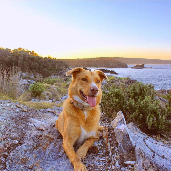 Mystery Bay Camp ground, Mystery Bay, Dog-friendly camping New South Wales