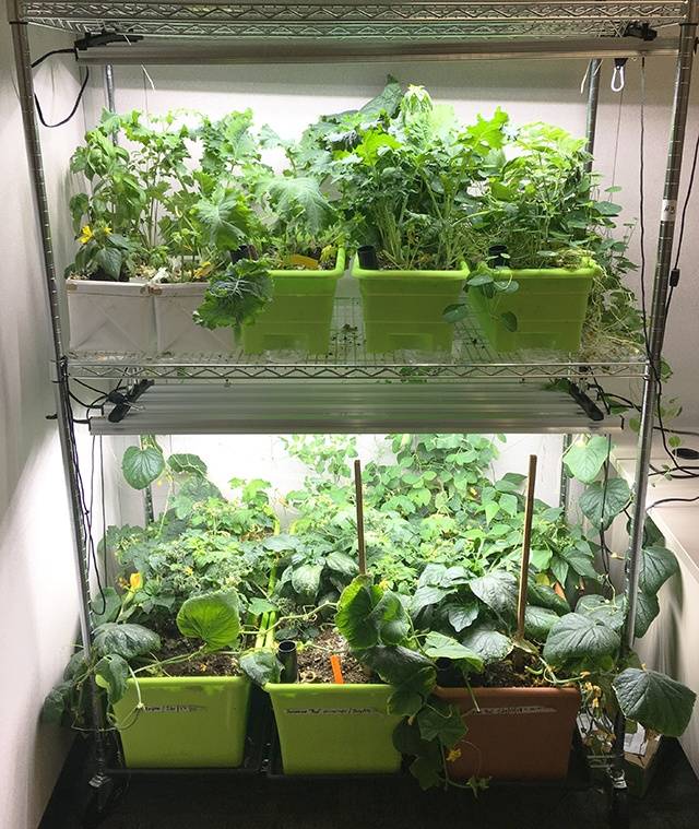 Growing rack for the classroom with EarthBox