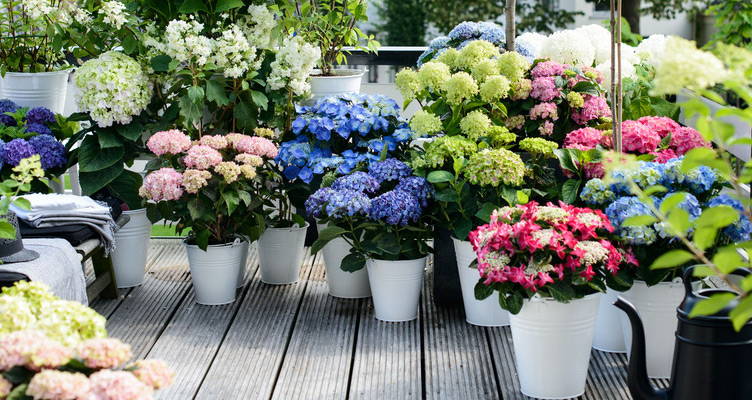 Hortensia’s in de spotlights