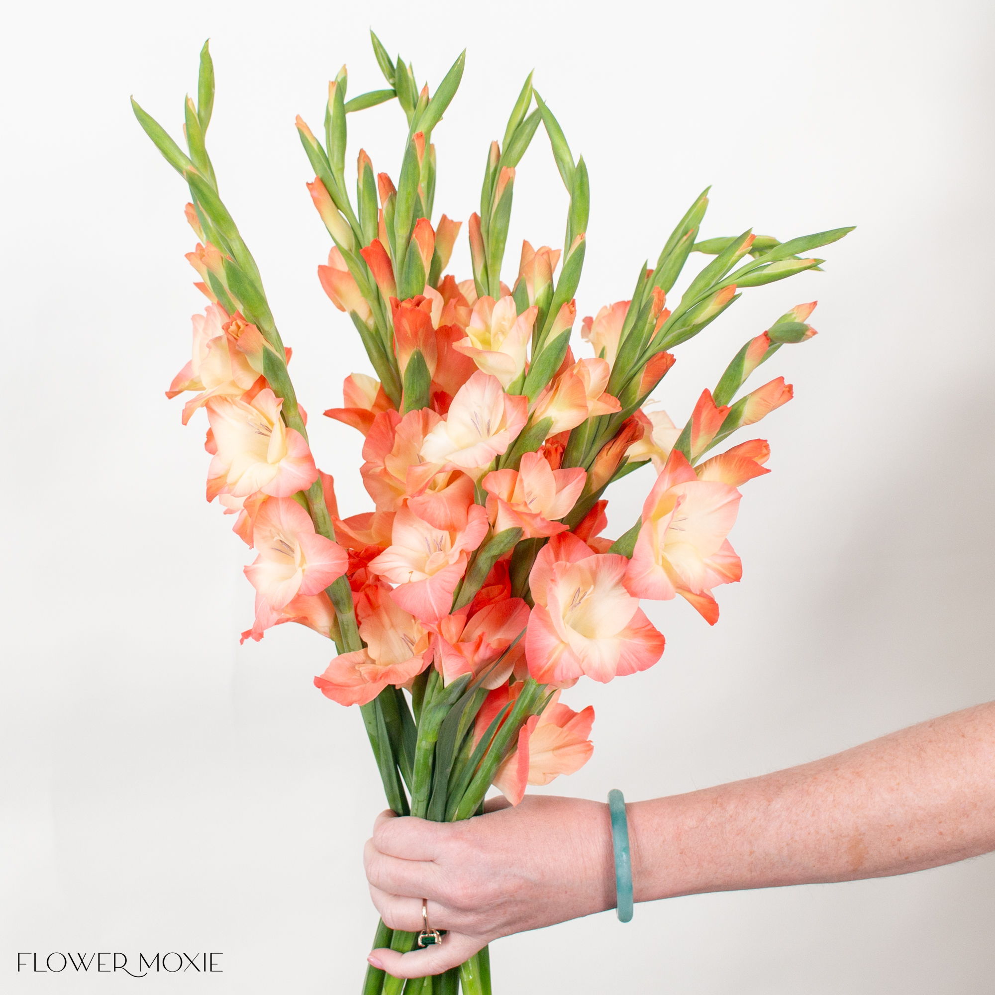 Mini gladiolus orange