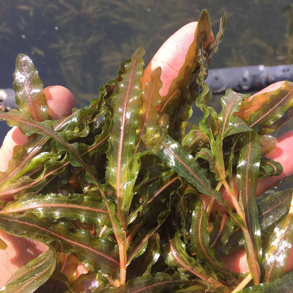 pond-weed-identification