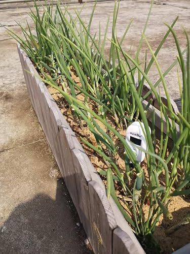 A planter box with green onions and a garden sensor.
