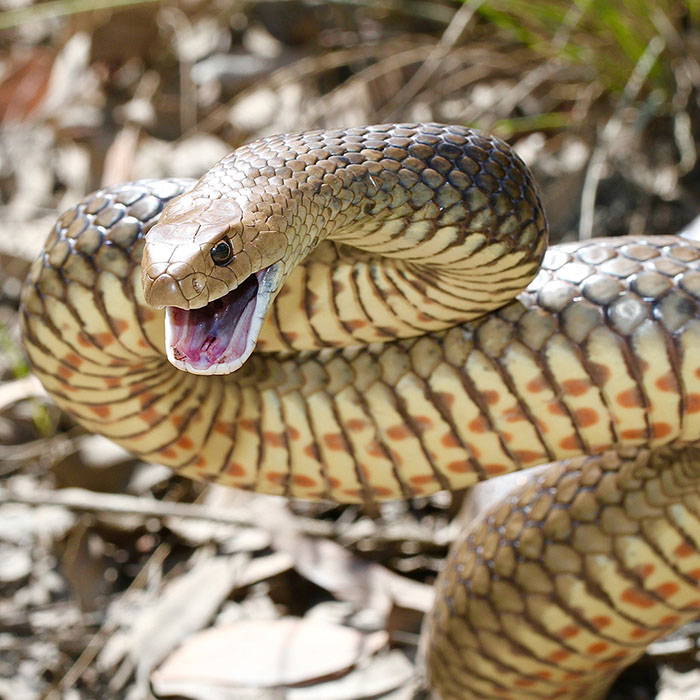 Australian Brown Snake