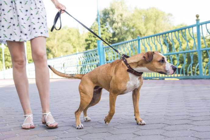 4 Great Ways To Stop Your Dog From Pulling On Their Leash - Team K9