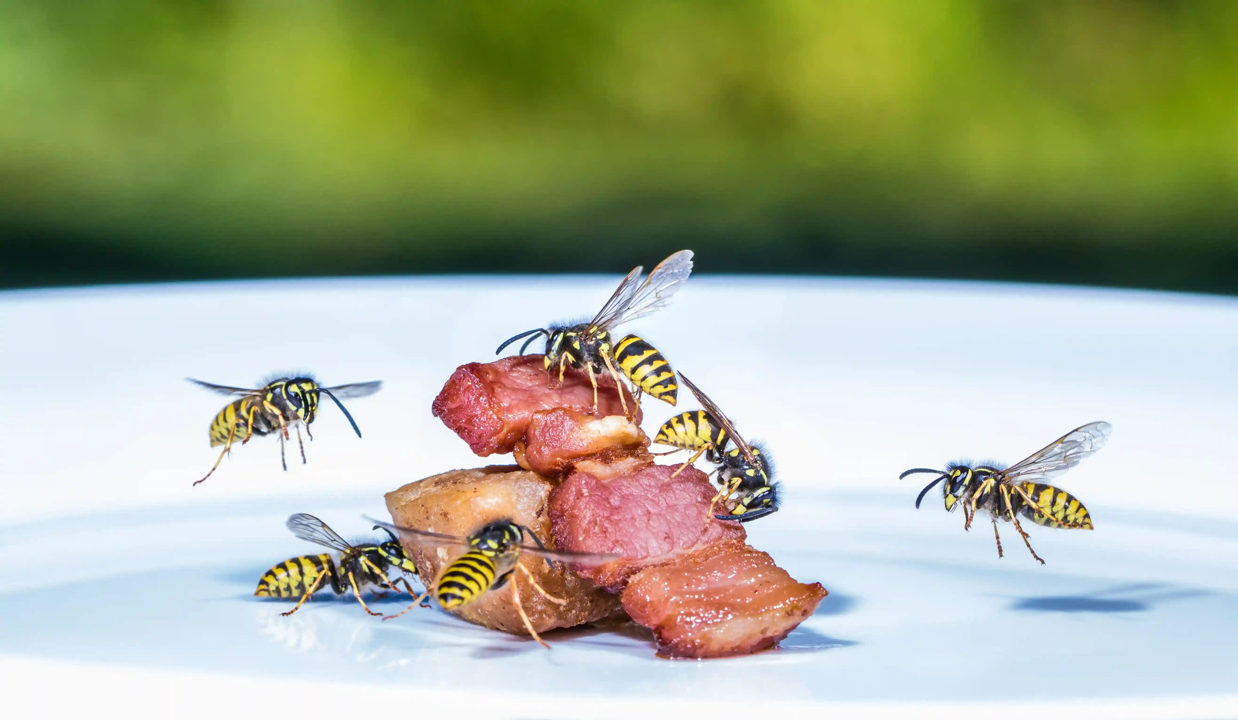 Wespen op een stuk spek op een bord buiten, allergie voor een wespensteek is een van de meest voorkomende triggers van een anafylactische reactie of shock in Nederland