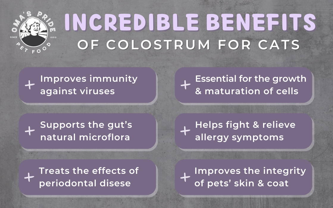 List of 6 benefits of colostrum to feed cats in a graphic.