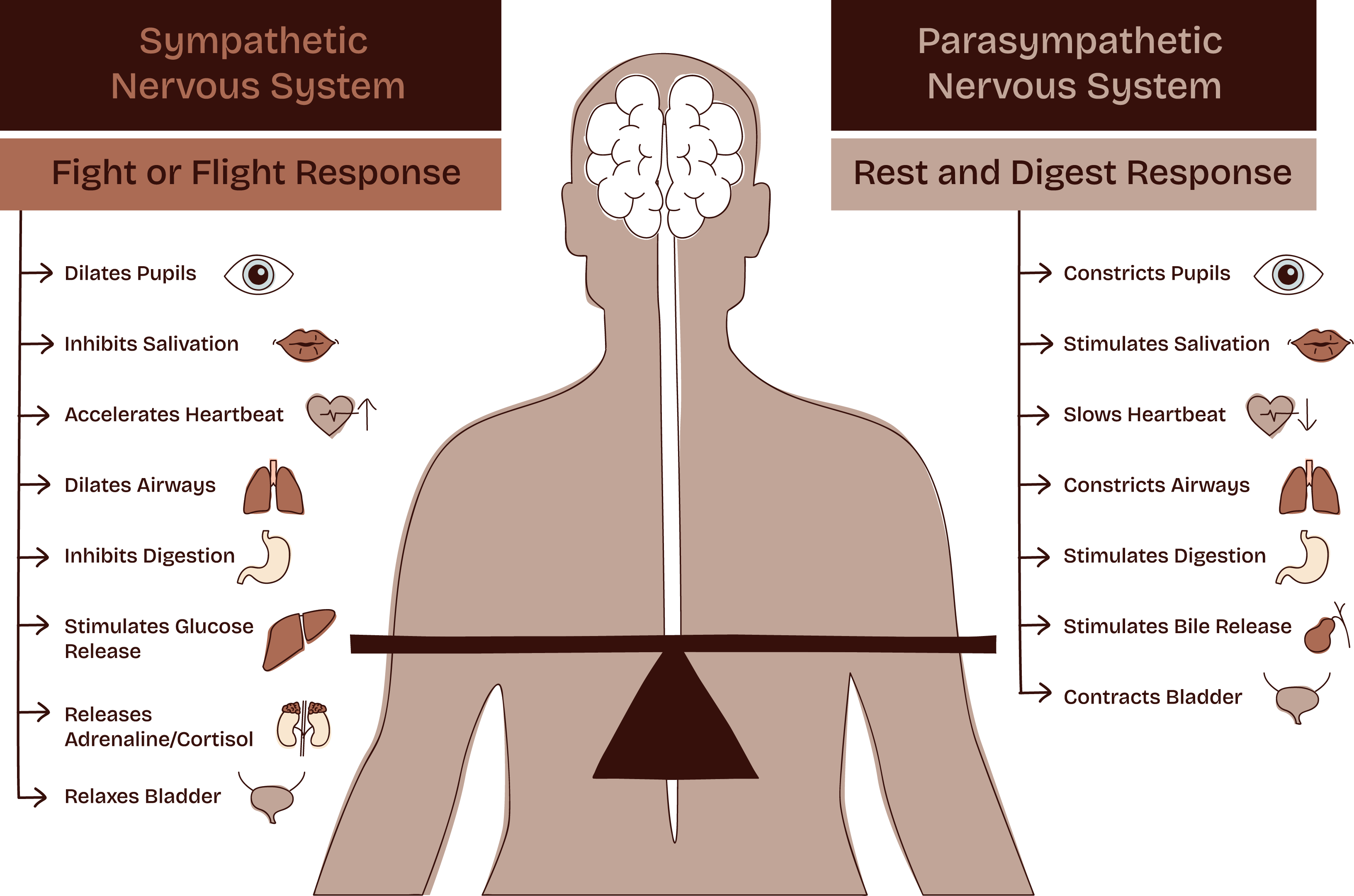 Diagram illustrating the sympathetic and parasympathetic nervous systems and their responses.