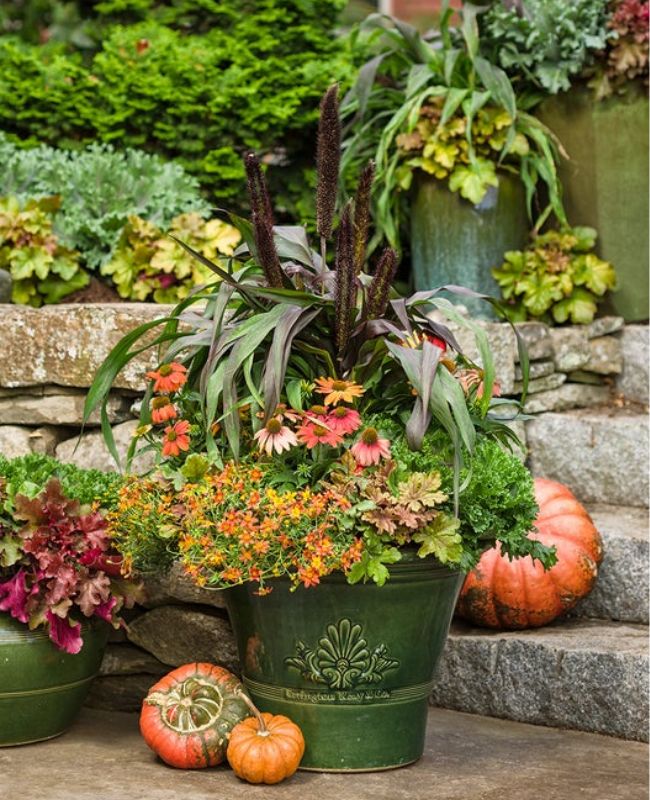 Scene of Copilot said: Dolce Cinnamon Curls, Fun and Games Hopscotch, Campfire Fireburst, Creme Brulee planted in a green pot surronded by orange pumpkins