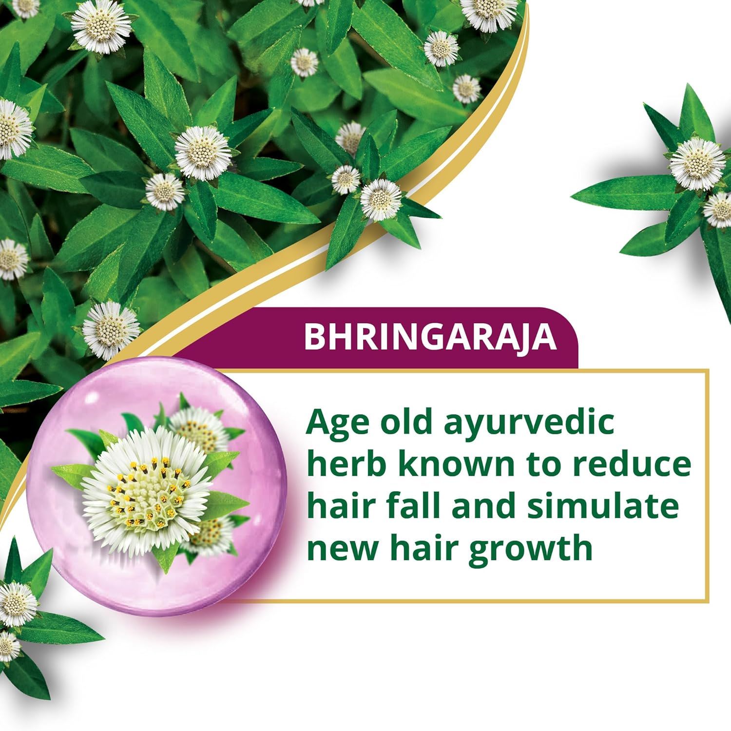 What Is Bhringaraja?