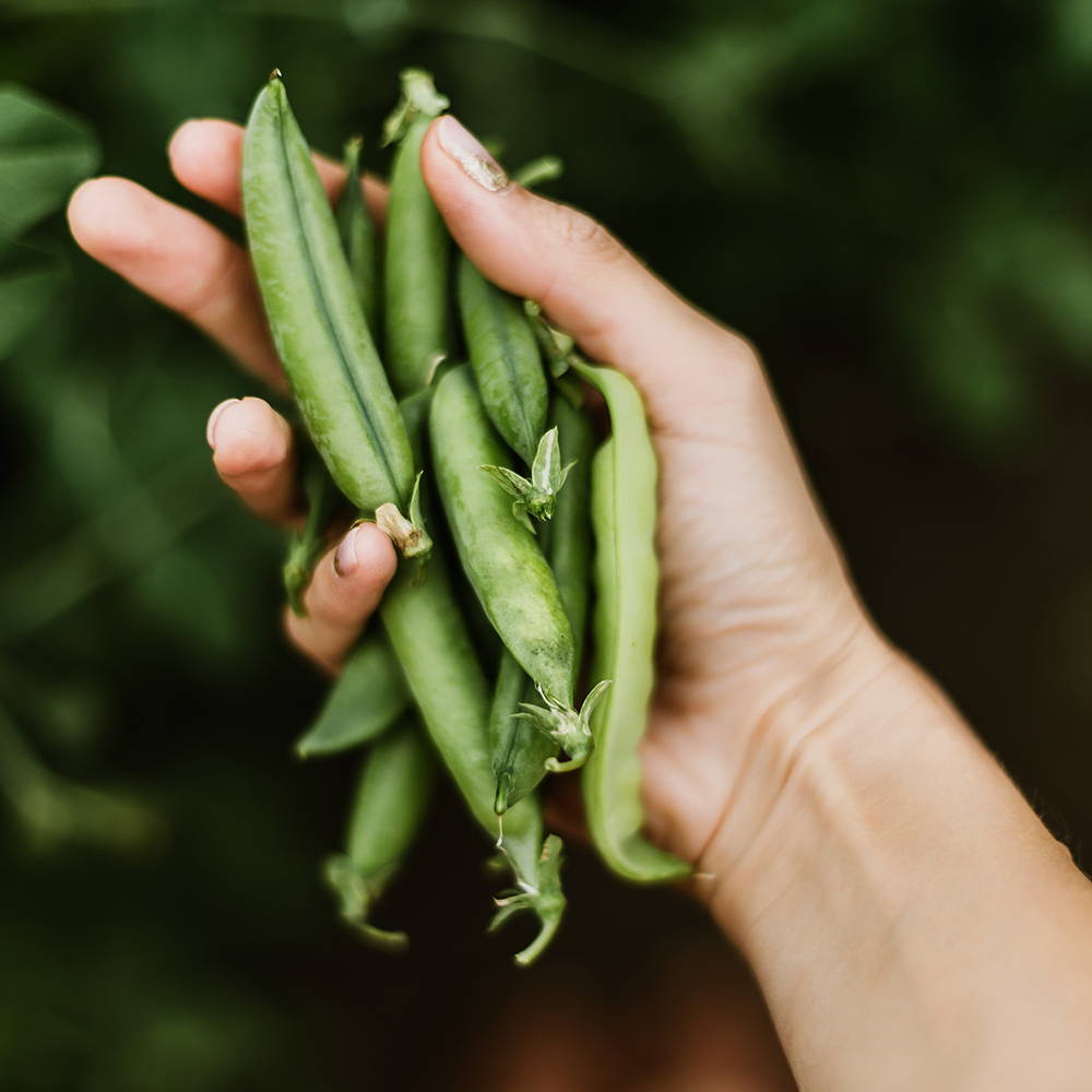 a hand holding freshly picked pea pods