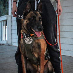 Tactical Service Dog Gear, Service Dog Training Equipment