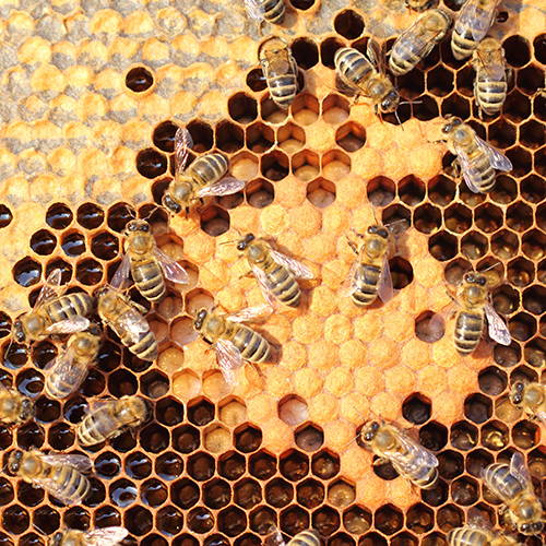 Western honey bee hive