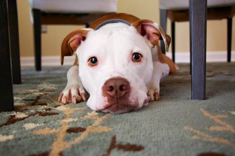 albino rednose