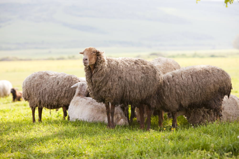 sheep in field