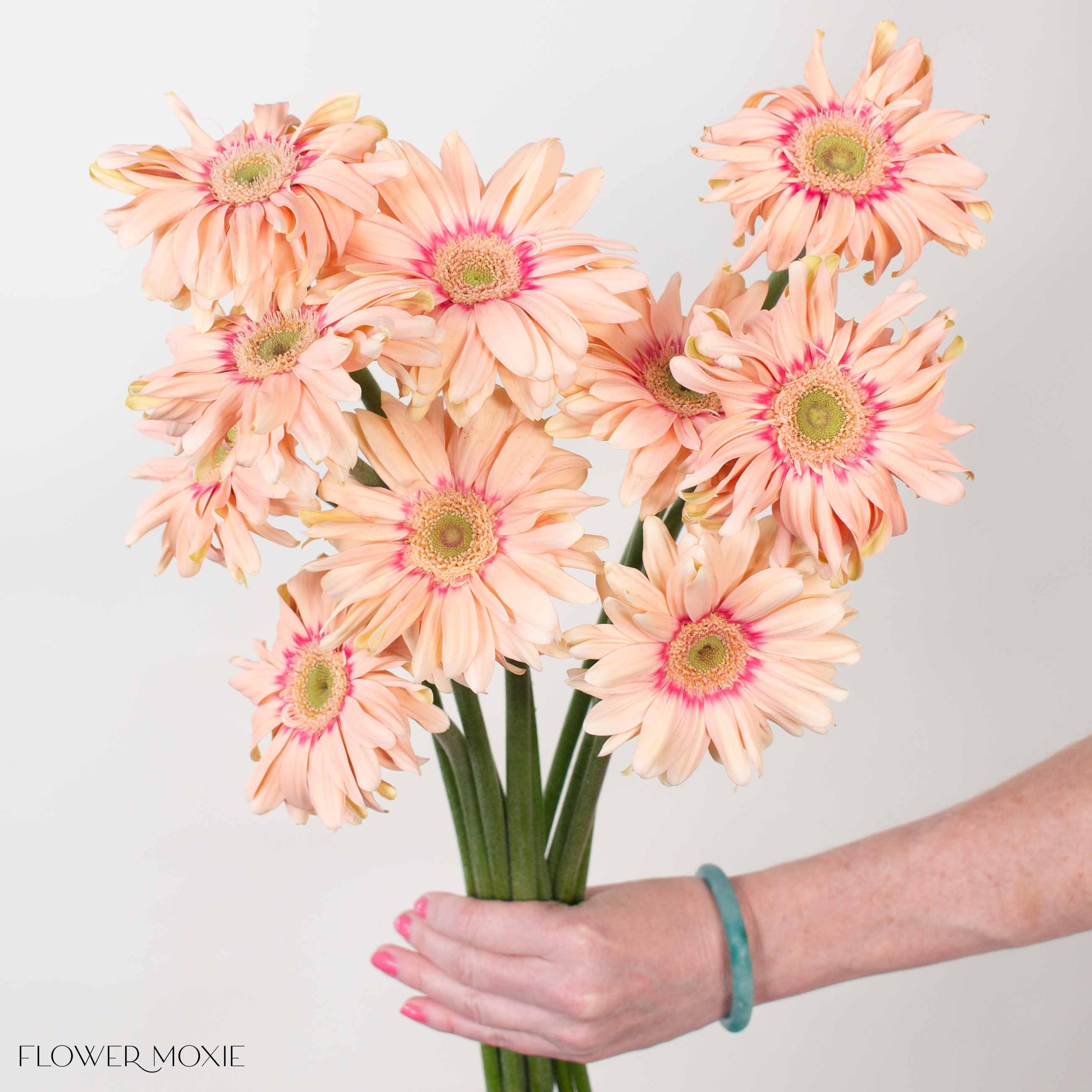 Pasta Rosatta Peach Mini Gerbera Daisy curly