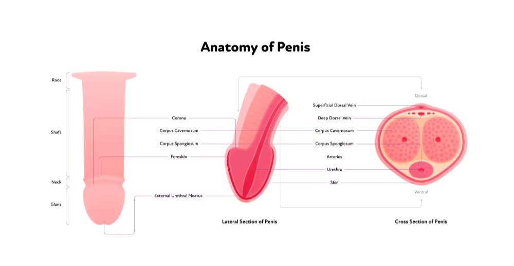 Arteries in the Penis