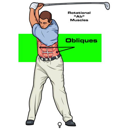 golf swing rotational muscles obliques