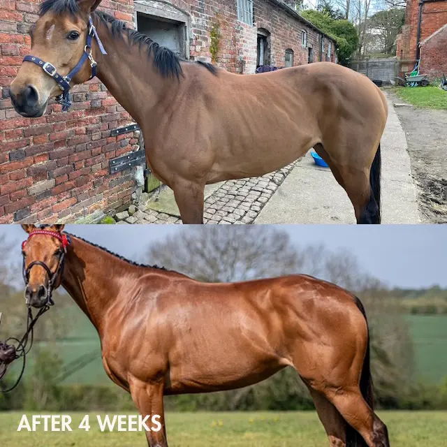 Before and after photos of a horse's transformation over four weeks.