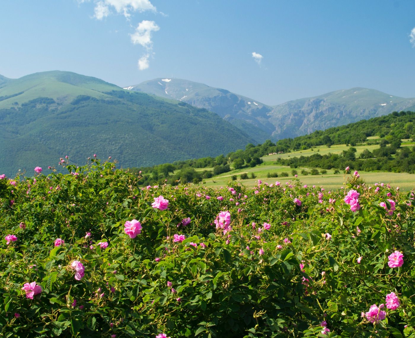 Hang einer Damaszener Rosenfarm in Bulgarien
