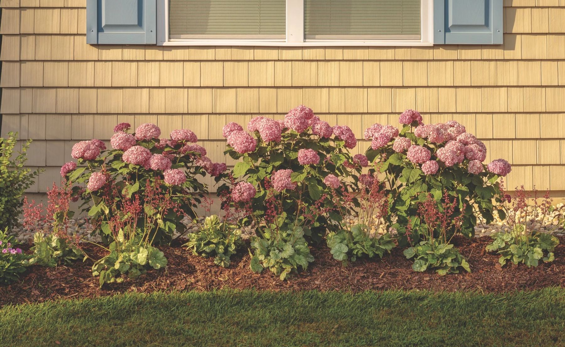 Flowering shrubs with pink blooms growing in a landscaped garden bed beside a home.