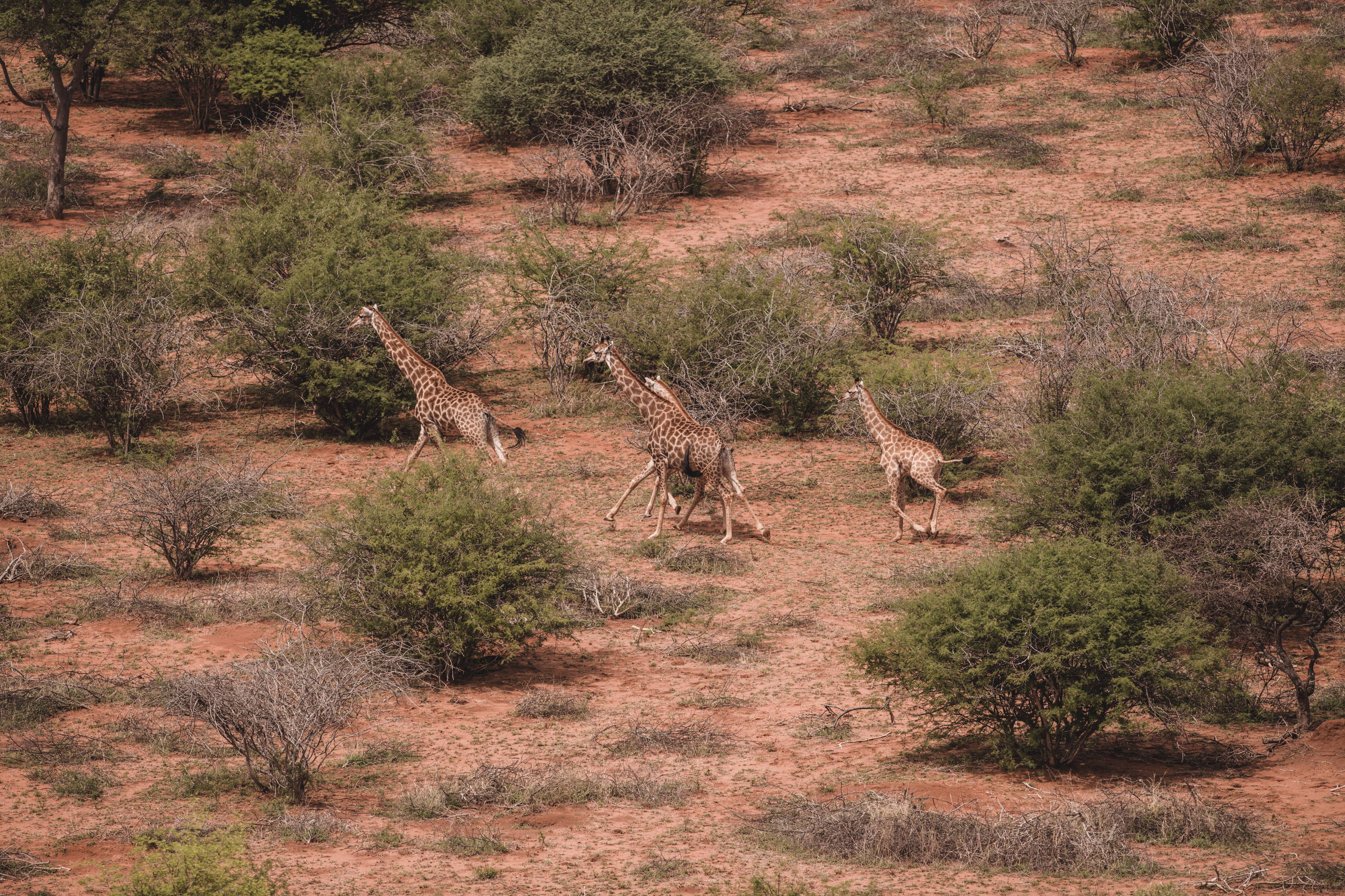 Safari Sydafrika 