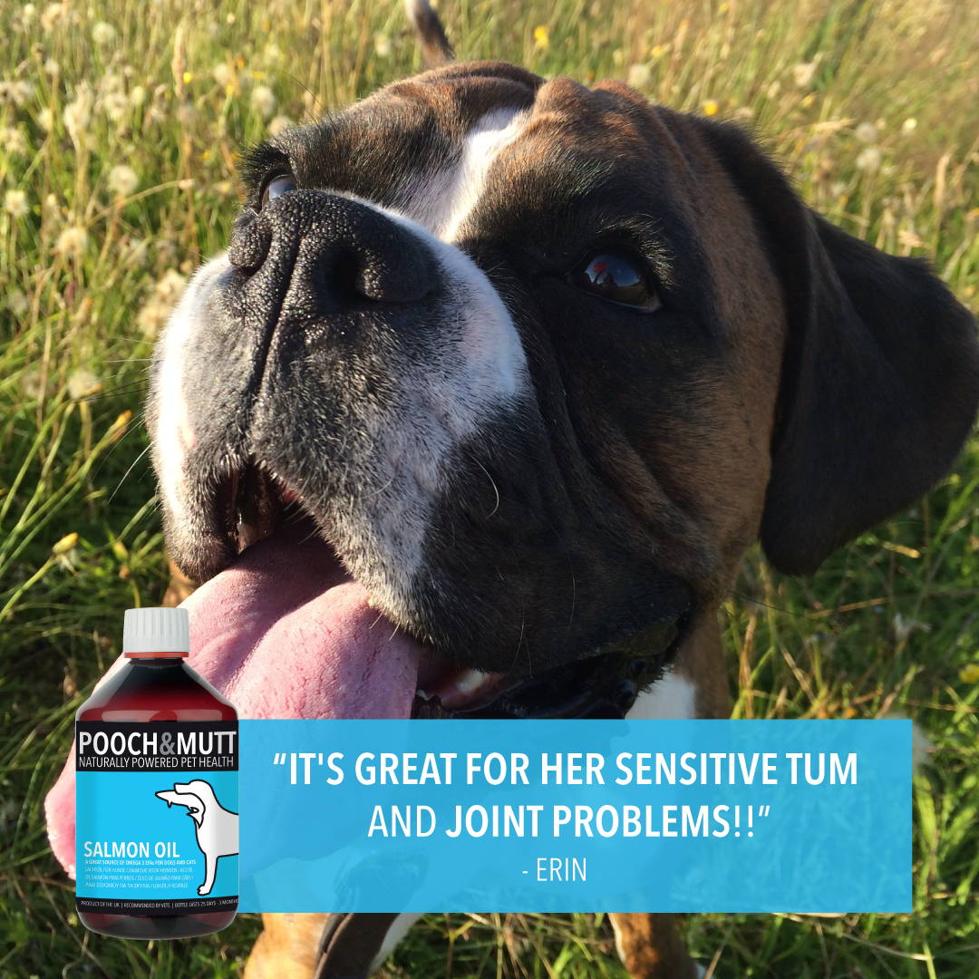 View of Salmon Oil | Natural Supplement for dogs | Pooch & Mutt