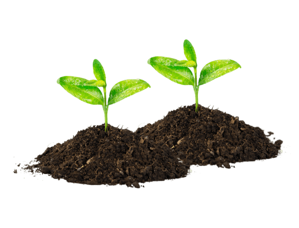 Tree Seedlings