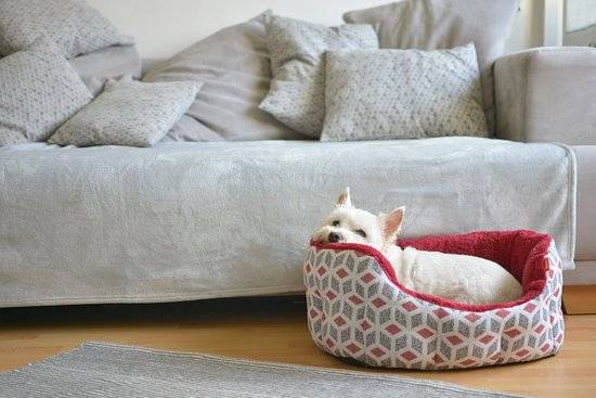 A small white dog lays in its dog bed in front of a grey couch