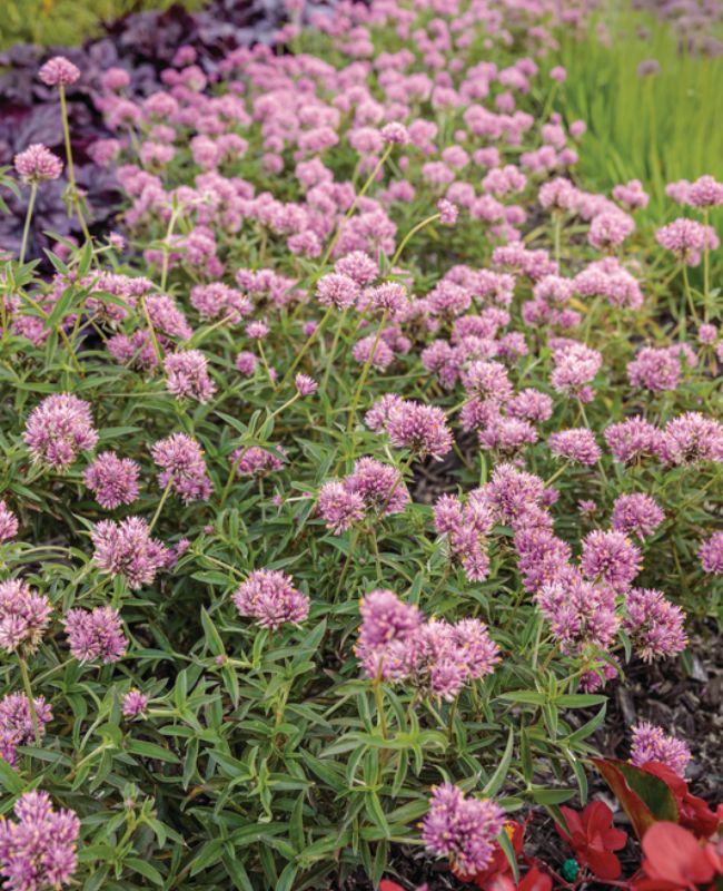 Photo of Truffula™ Pink - Globe Amaranth