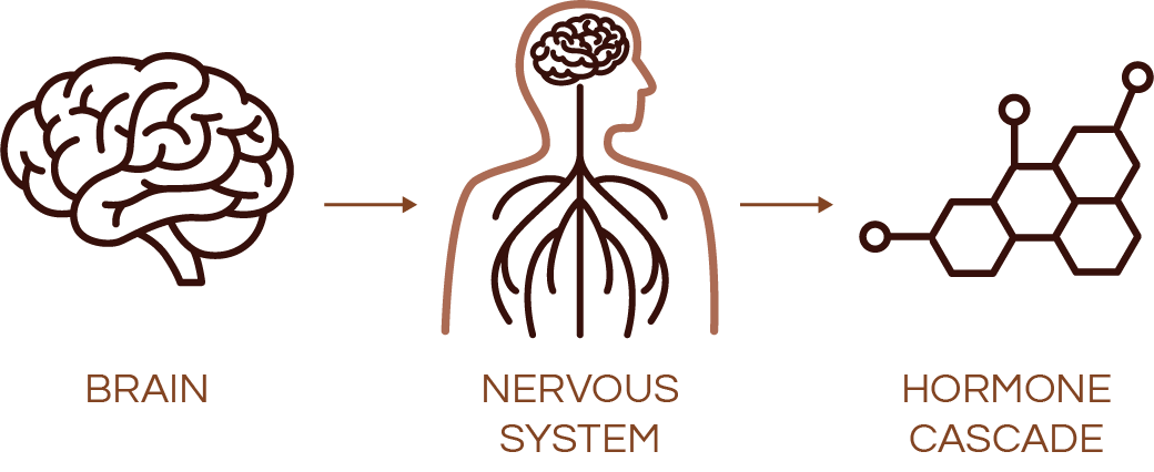 Brain, nervous system, and hormone cascade diagram.