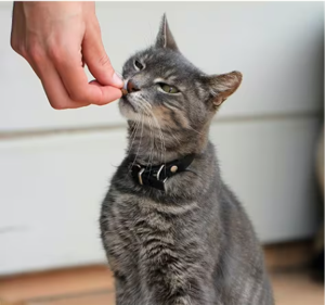 A kitten sitting down being fed a dental treat
