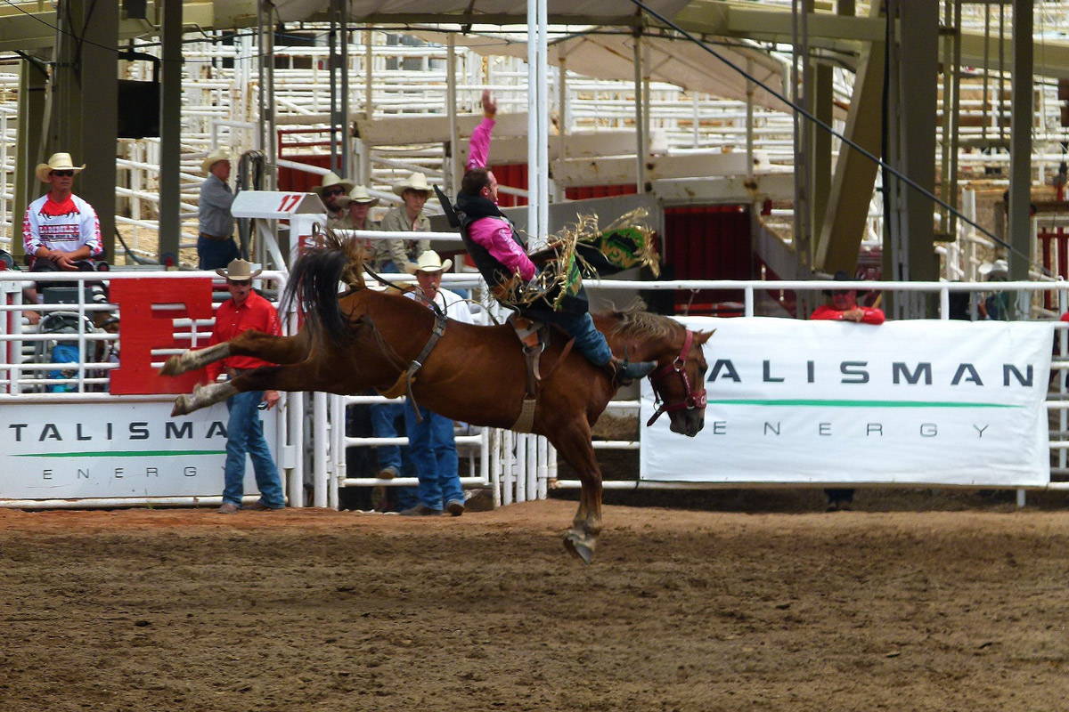 A rider on a bucking horse at the Calgary Stampede