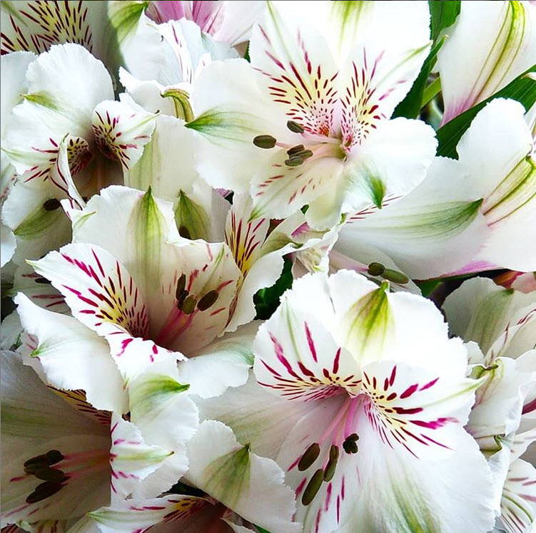 Alstroemeria Flowers