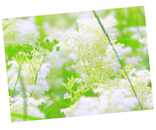 Meadowsweet- Babo Botanicals