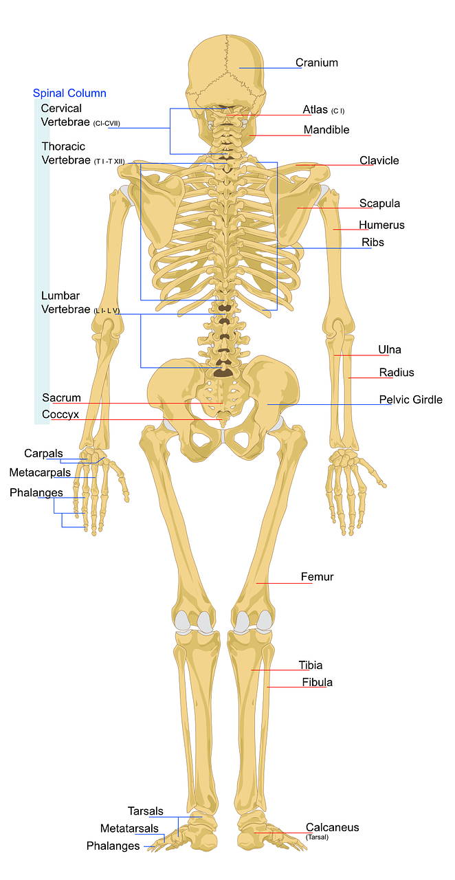 Anatomie de la colonne vertébrale l Le hub communautaire l Mukha Yoga