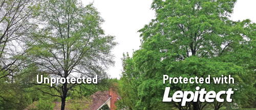 Showing a comparison of Unprotected and Protected Trees with Lepitect