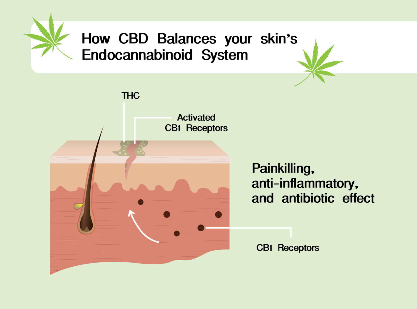 The relationship between CBD use and acne prevention and clearing. CBD may help to reduce the severity of acne and improve the overall appearance of the skin.