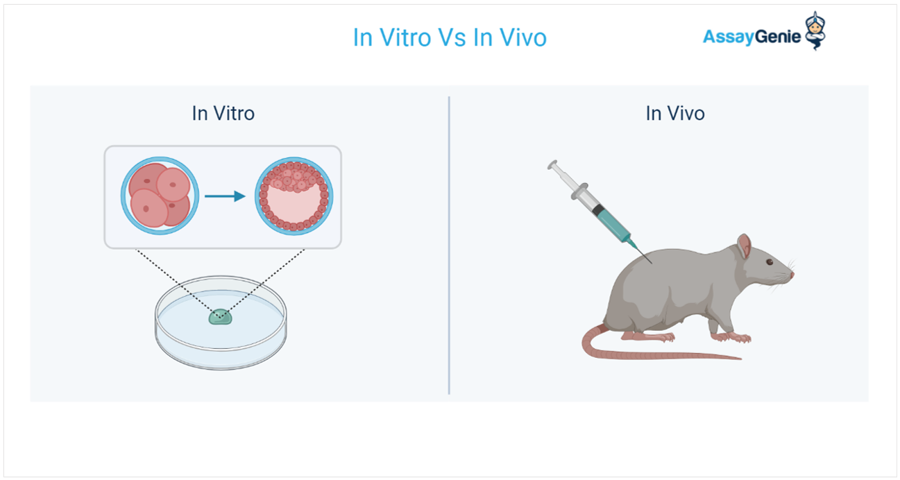 In vivo experiments) The methods of the in vivo experiment schedule.