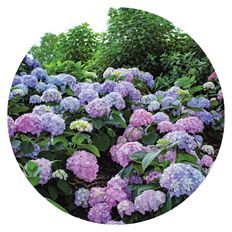 Photo of Let's Dance Sky View® Reblooming Hydrangea (macrophylla x serrata)