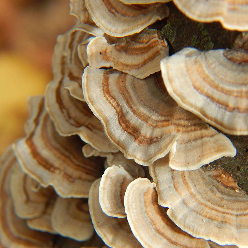 Turkey Tail mushroom