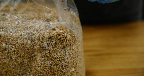 Grain spawn often contains a mix of several grains