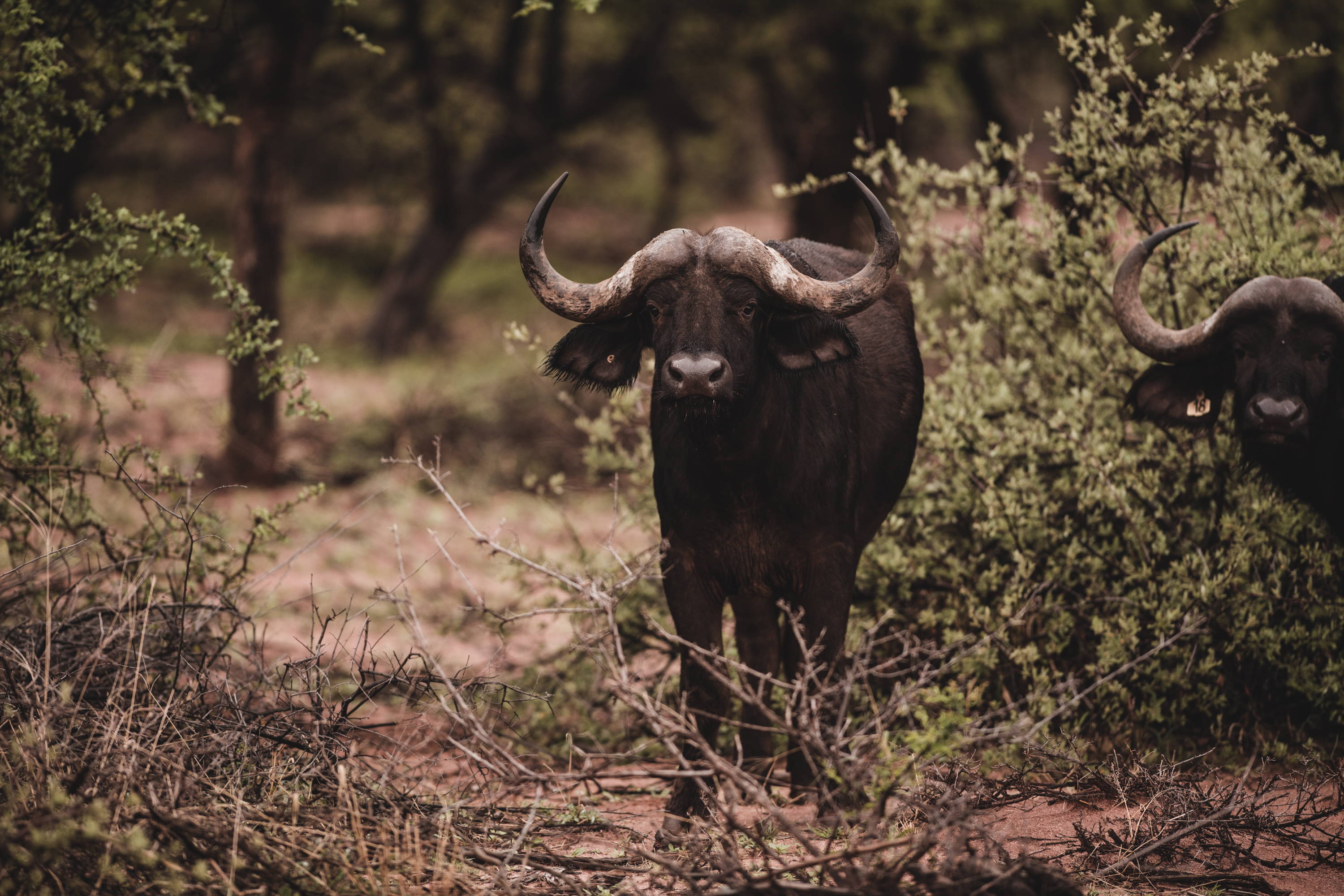 Buffeljakt Afrika